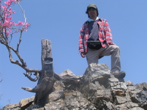 山頂の岩峰に根付いたアカヤシオはほぼ満開だった